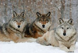 photo of wolves in the snow